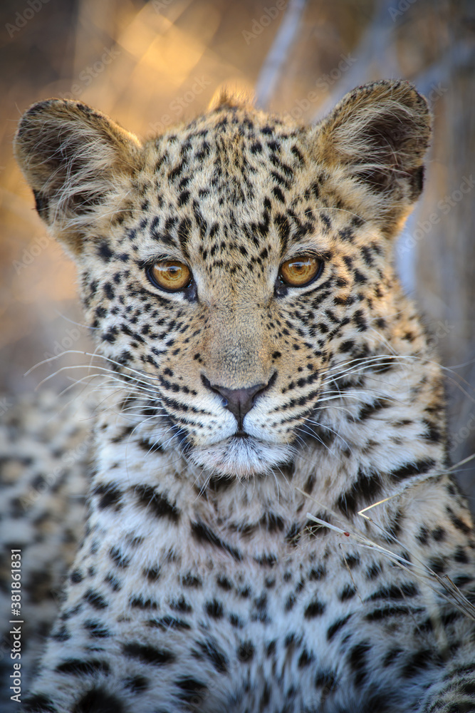 Leopard (Panthera pardus) juvenile (cub) with the most beautiful eyes. Central Kalahari. Botswana.