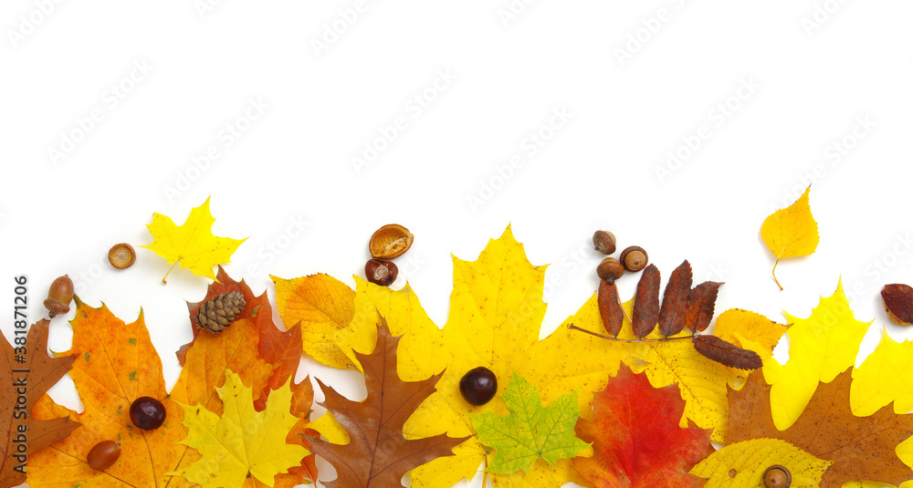 Autumn composition. Colorful leaves isolated on white