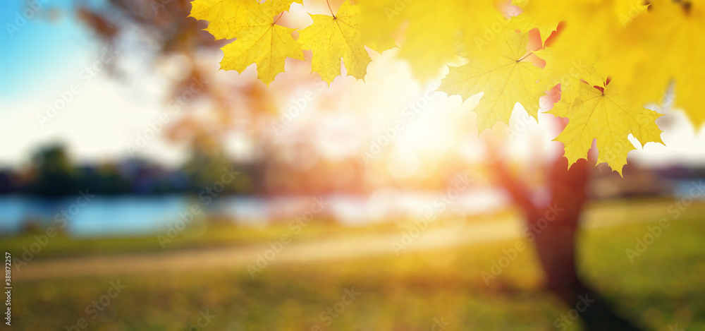  Autumn leaves on the sun and trees