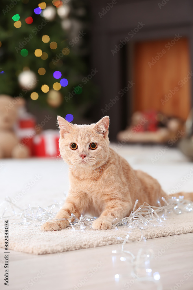 Cute funny cat at home on Christmas eve