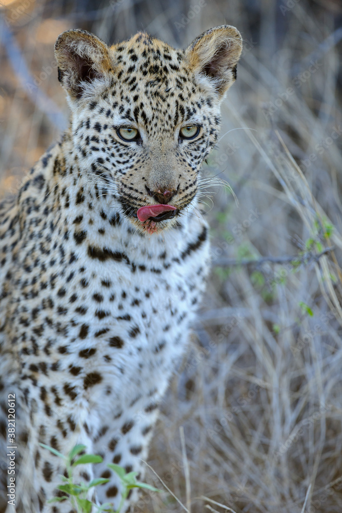 Leopard (Panthera pardus) juvenile (cub) with the most beautiful eyes. Central Kalahari. Botswana.