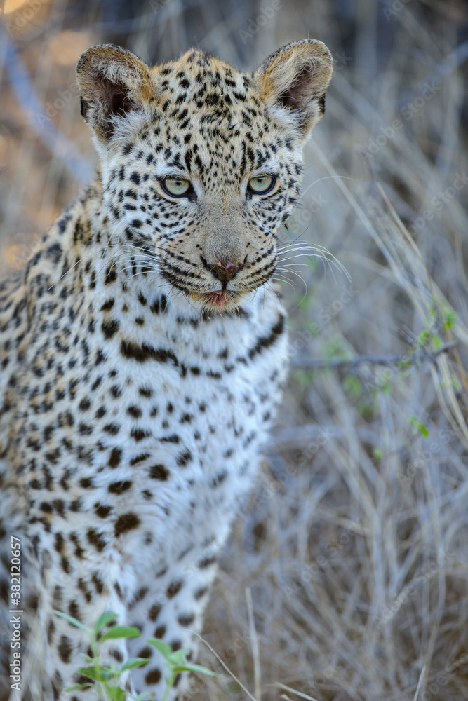 Leopard (Panthera pardus) juvenile (cub) with the most beautiful eyes. Central Kalahari. Botswana.