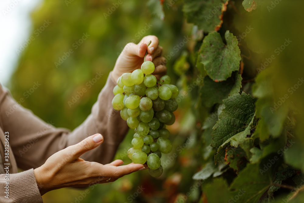 Organic, fruit, season for grapes.