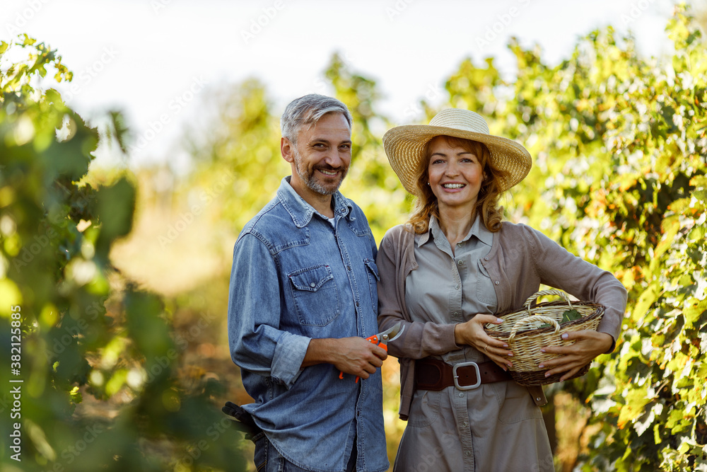 Saving orchard, picking grapes for wine.