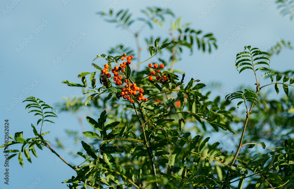 Rowan berries at the tree. Selective focus.