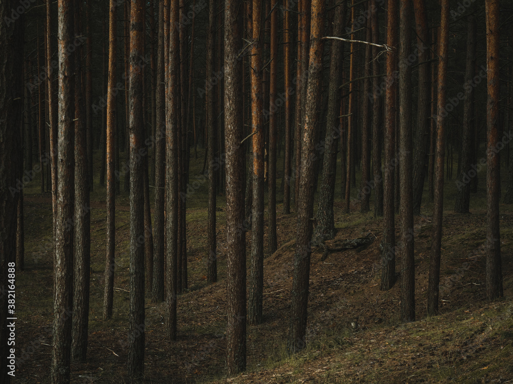 Mysterious pine forest in the early morning