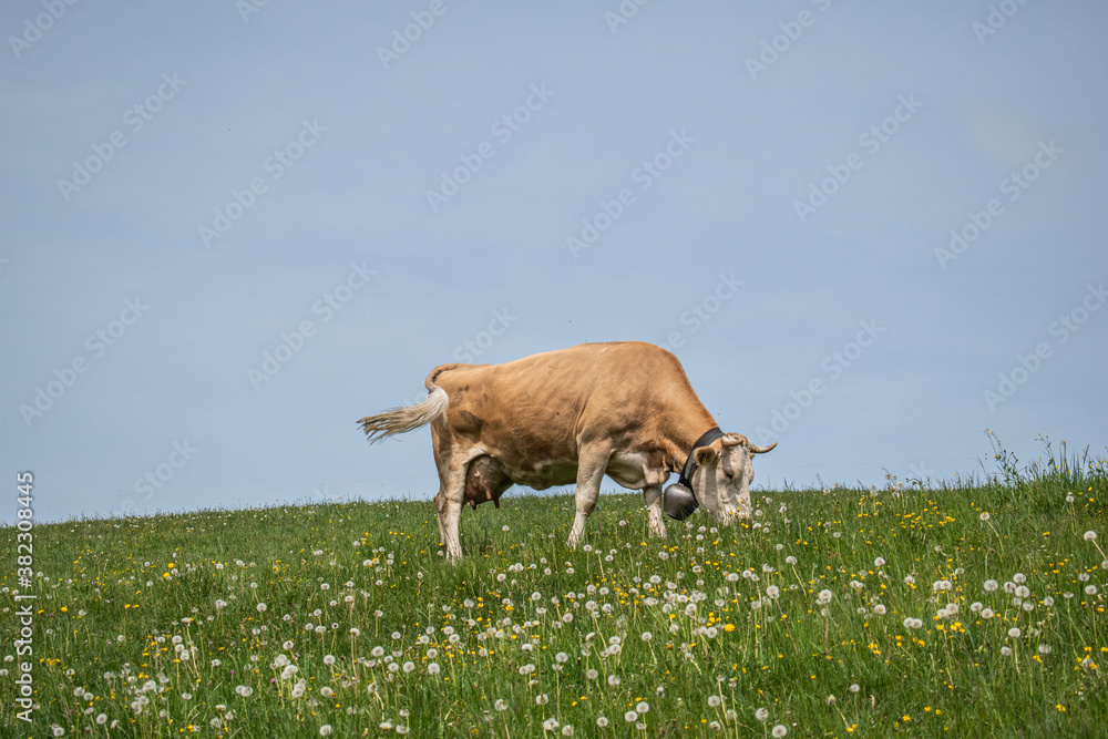 Beautiful swiss cows. Alpine meadows. Mountains.