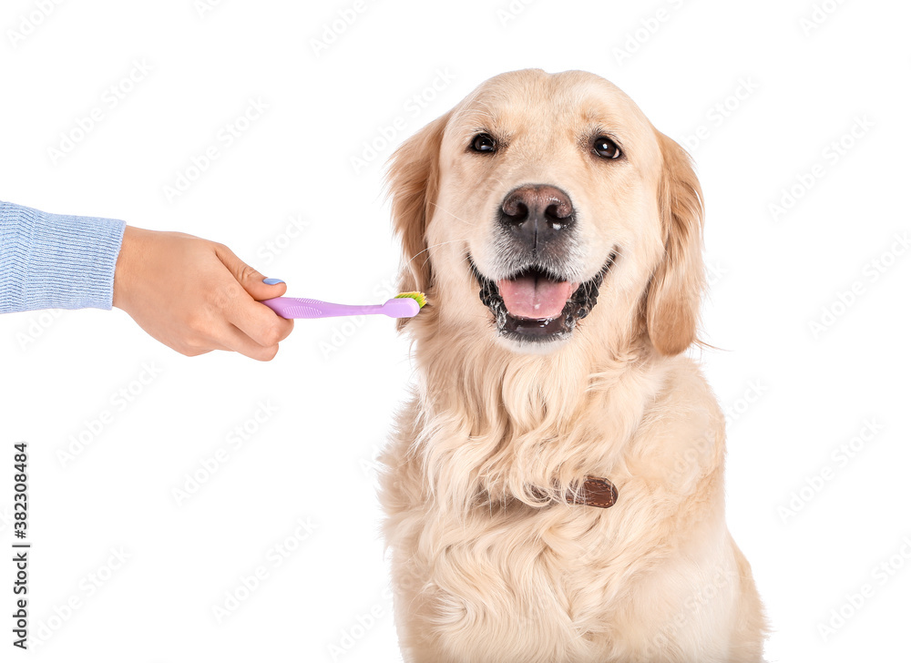 Owner brushing teeth of cute dog on white background