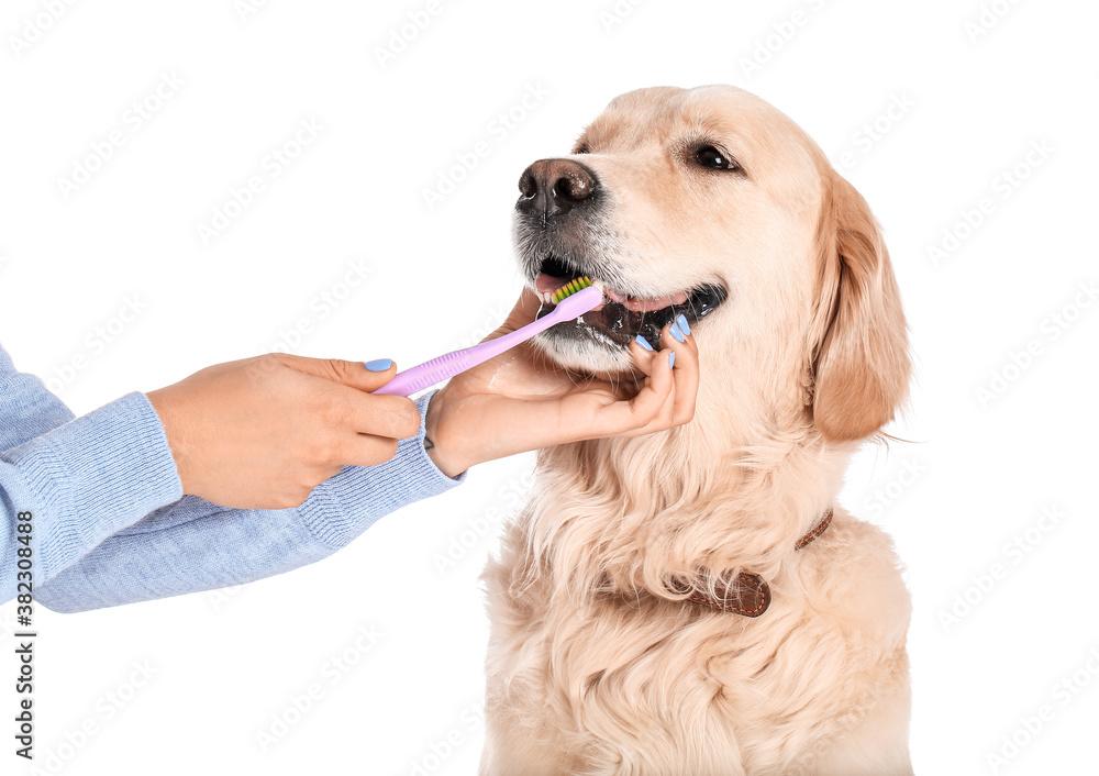 Owner brushing teeth of cute dog on white background