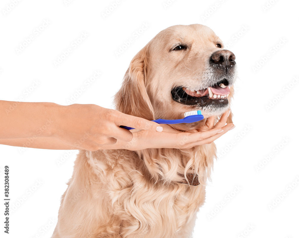 Owner brushing teeth of cute dog on white background