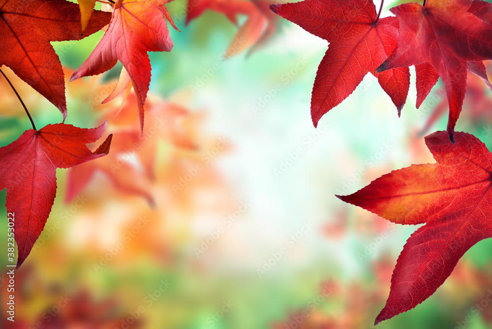 Red maple leaves framing a colorful nature bokeh background with the spirit of autumn