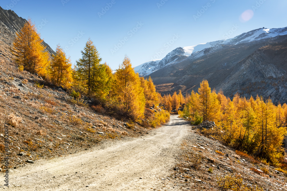 Amazing autumn landscape with road, orange larch forest and snowy mountains on background