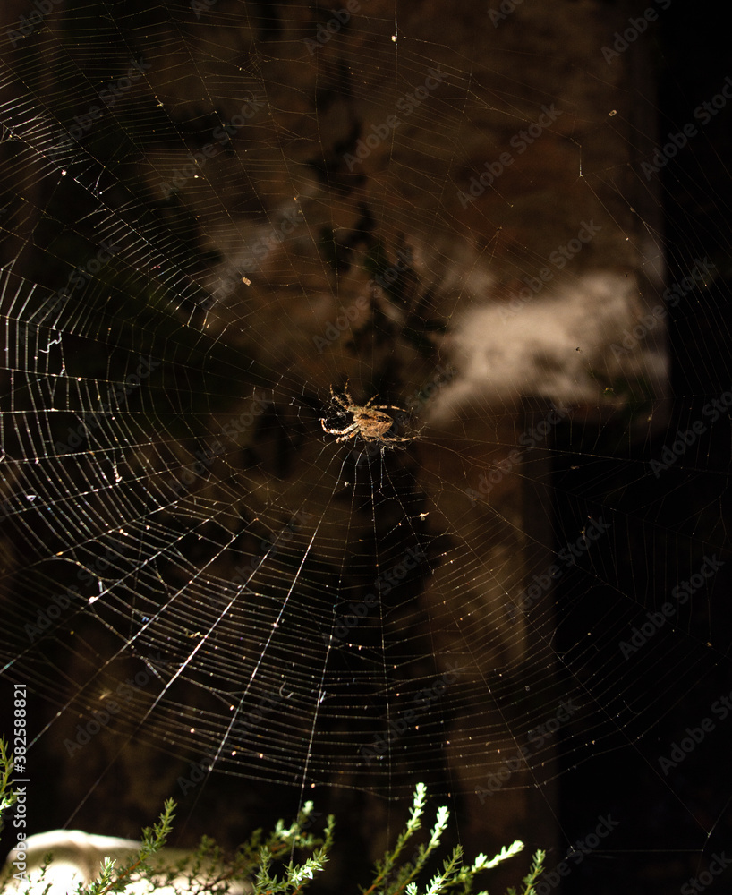  Spider in the web