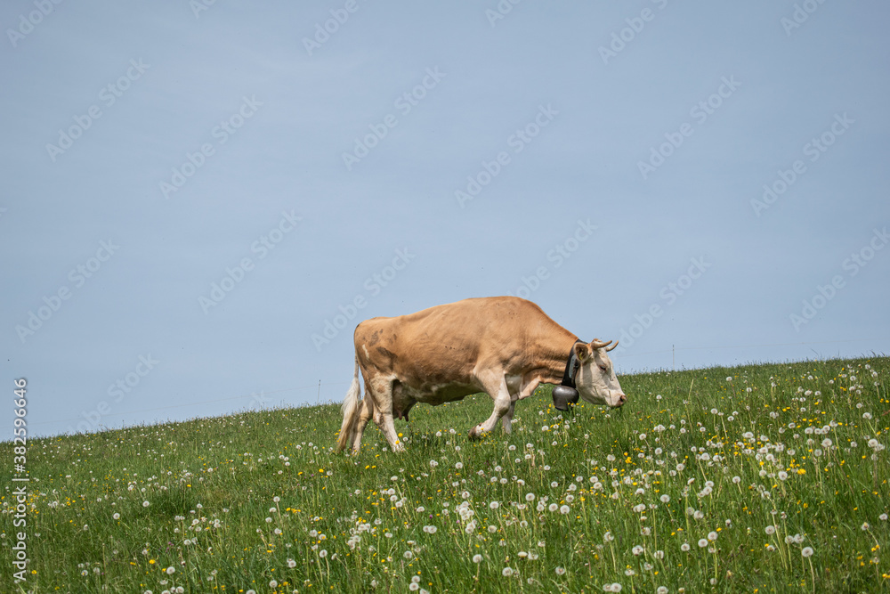 Beautiful swiss cows. Alpine meadows. Mountains.  