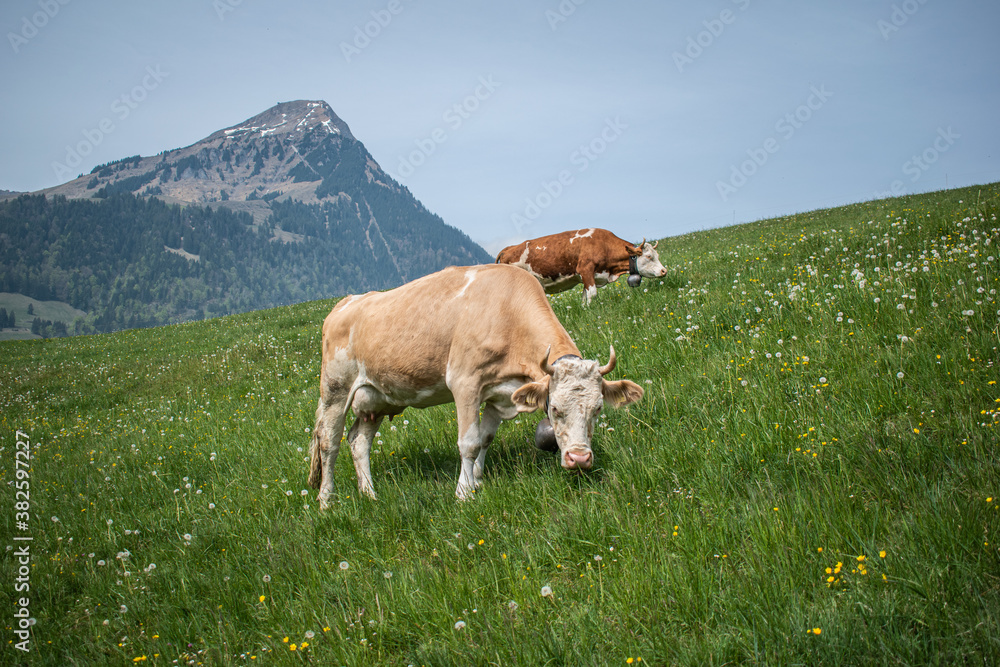 Beautiful swiss cows. Alpine meadows. Mountains.  