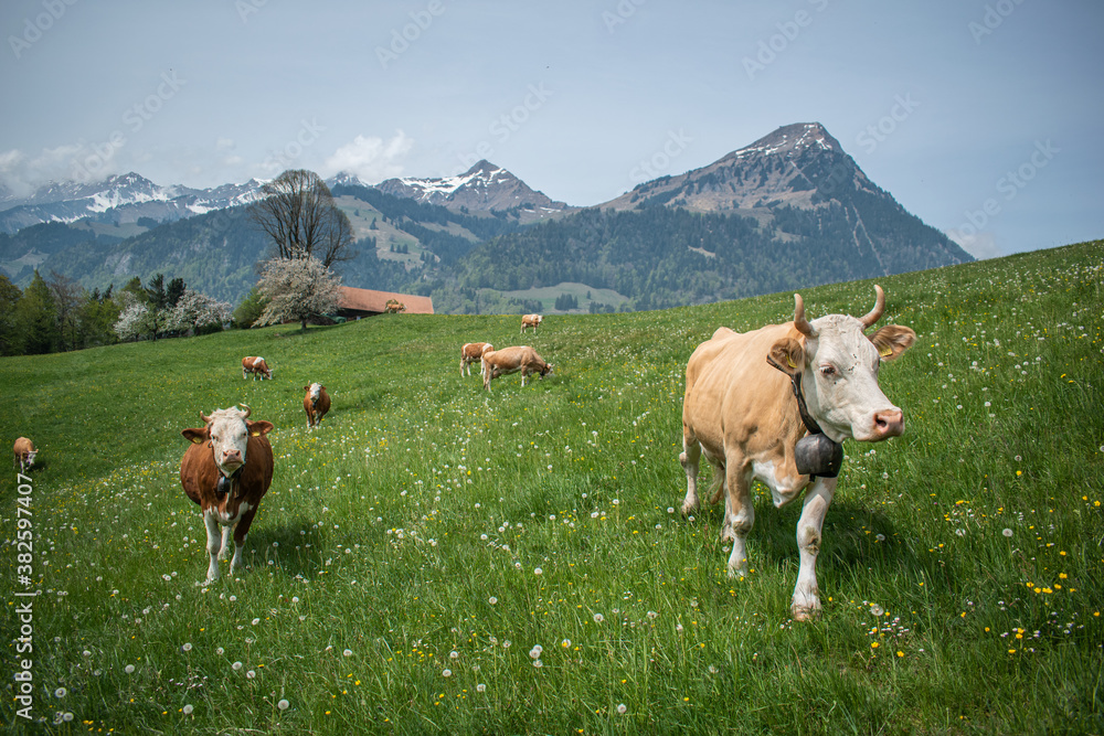 Beautiful swiss cows. Alpine meadows. Mountains.  