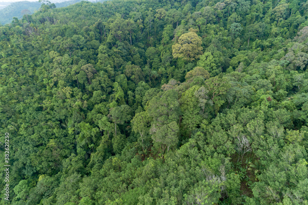 Aerial high angle view top down rainforest trees Ecosystem and healthy environment background Beauti