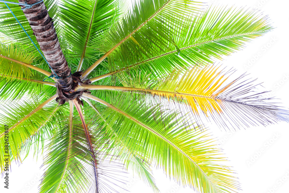 Coconut palm trees leaves on white background.