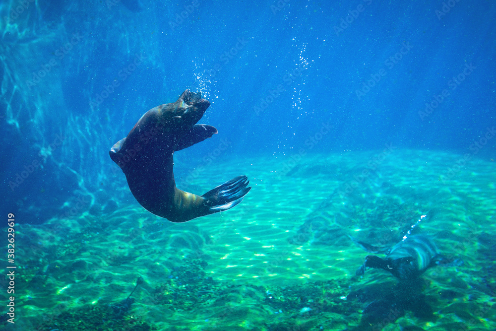 Seal swimming underwater in a natural aquarium