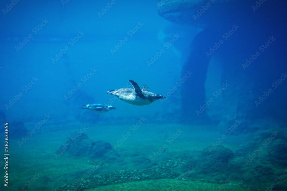 Penguin swimming underwater in a natural aquarium