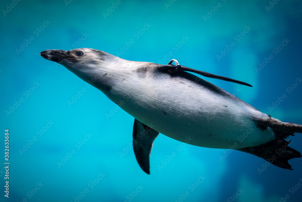 企鹅在天然水族馆的水下游泳