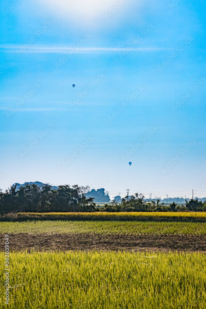 太陽の光を浴びた稲穂と青空