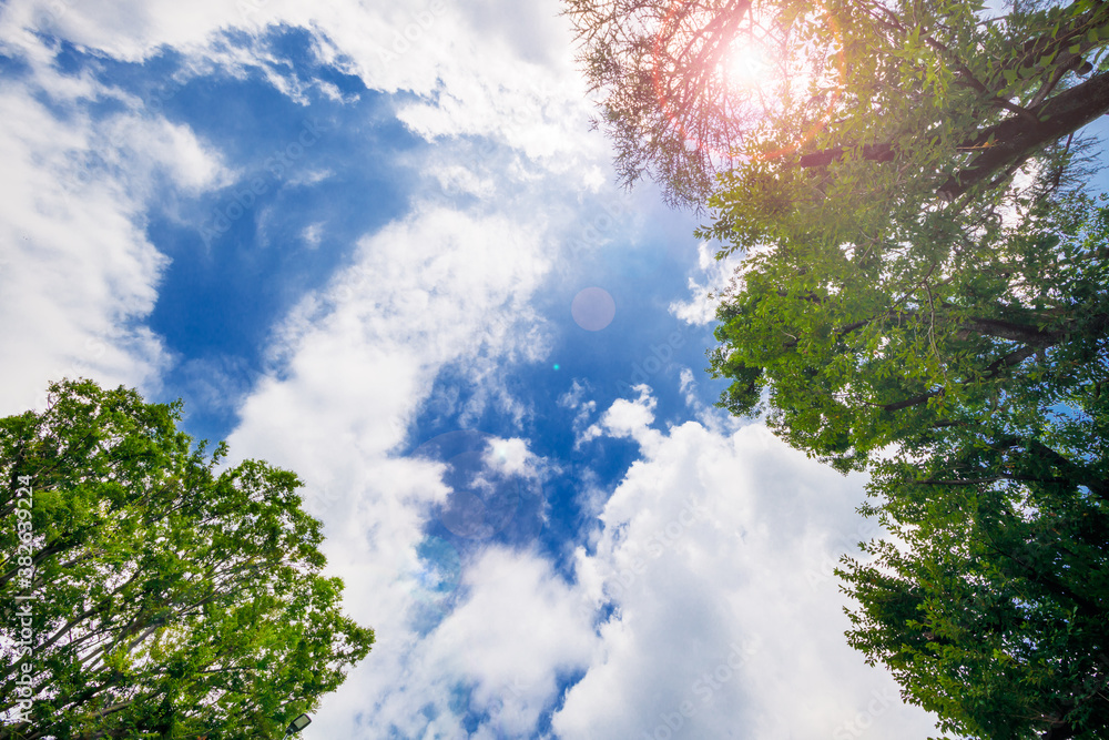 太陽のひかりを浴びた新緑と青空