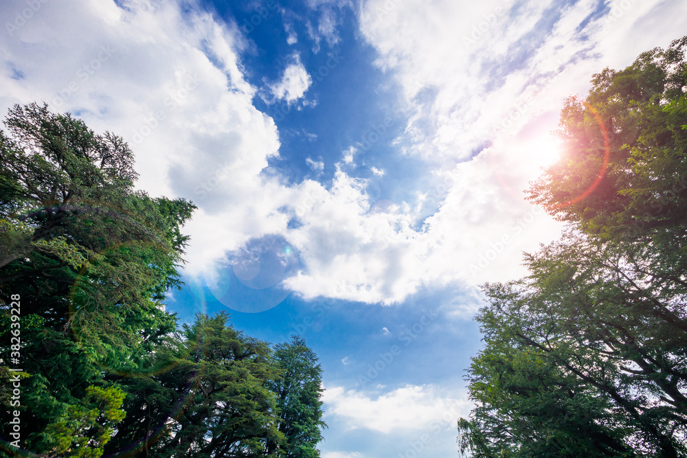 太陽のひかりを浴びた新緑と青空