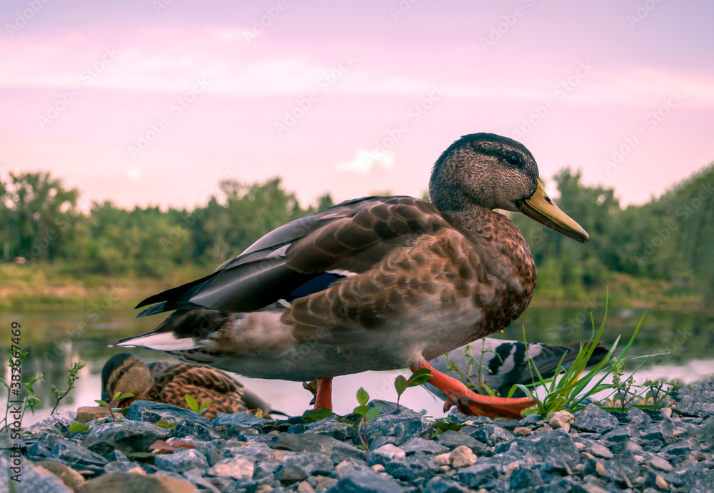 A duck walking along the Siberian Yenisei shore.