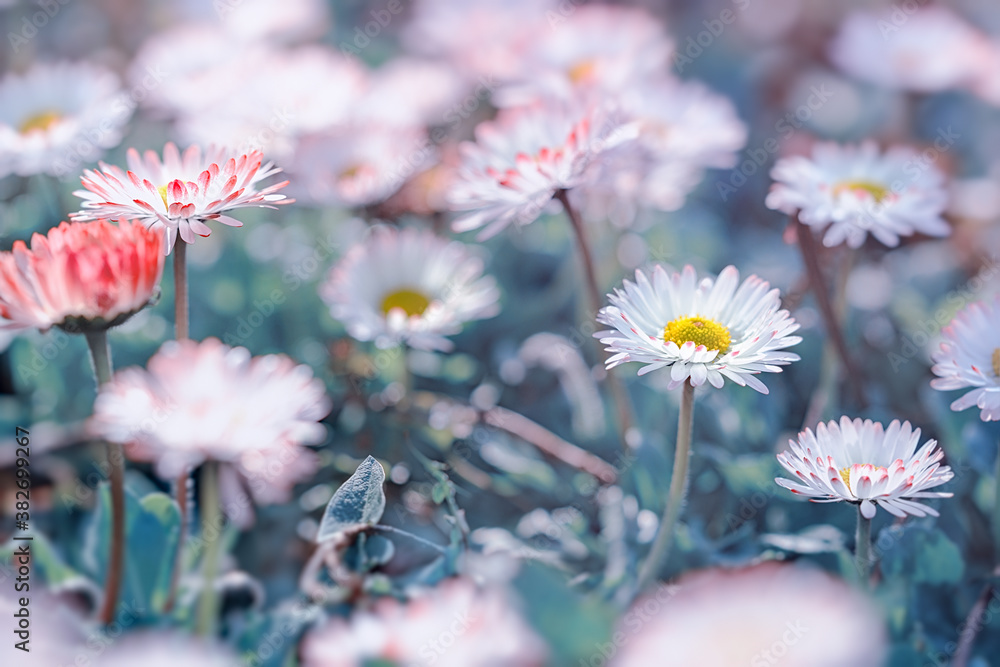 Beautiful nature in spring,  daisy flower lit by sunlight