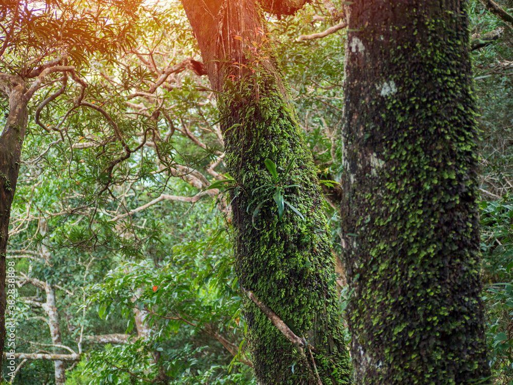 Tree trunk covered with lichen and green moss,Rain Forest,Green forest background,