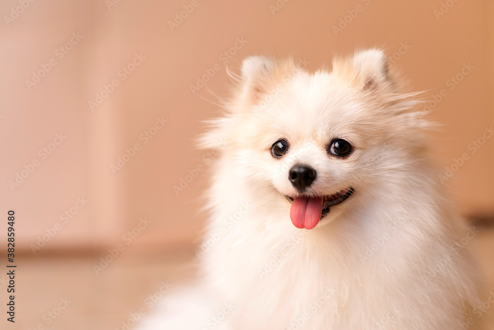 cute smile curios white pomeranian puppy happiness friend lapdog with brown color background