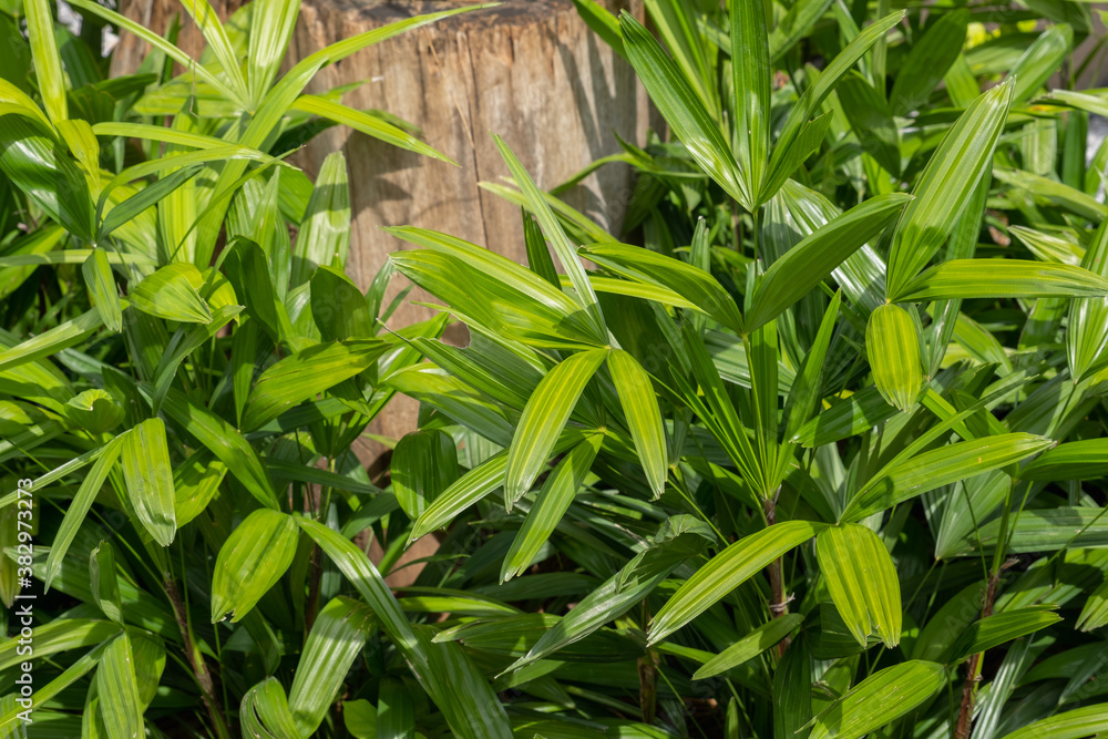 花园里的绿色女士棕榈或竹子（Rhapis laosensis Becc），家庭植物