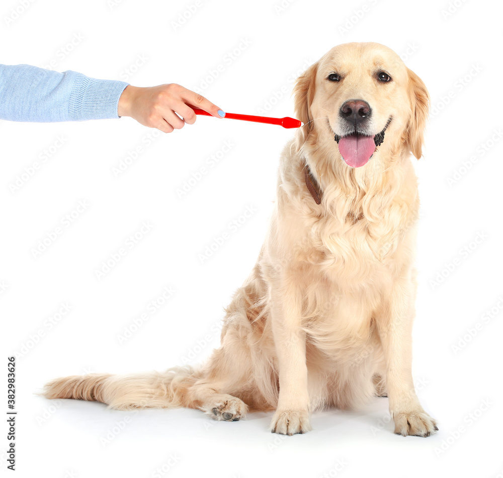 Owner brushing teeth of cute dog on white background