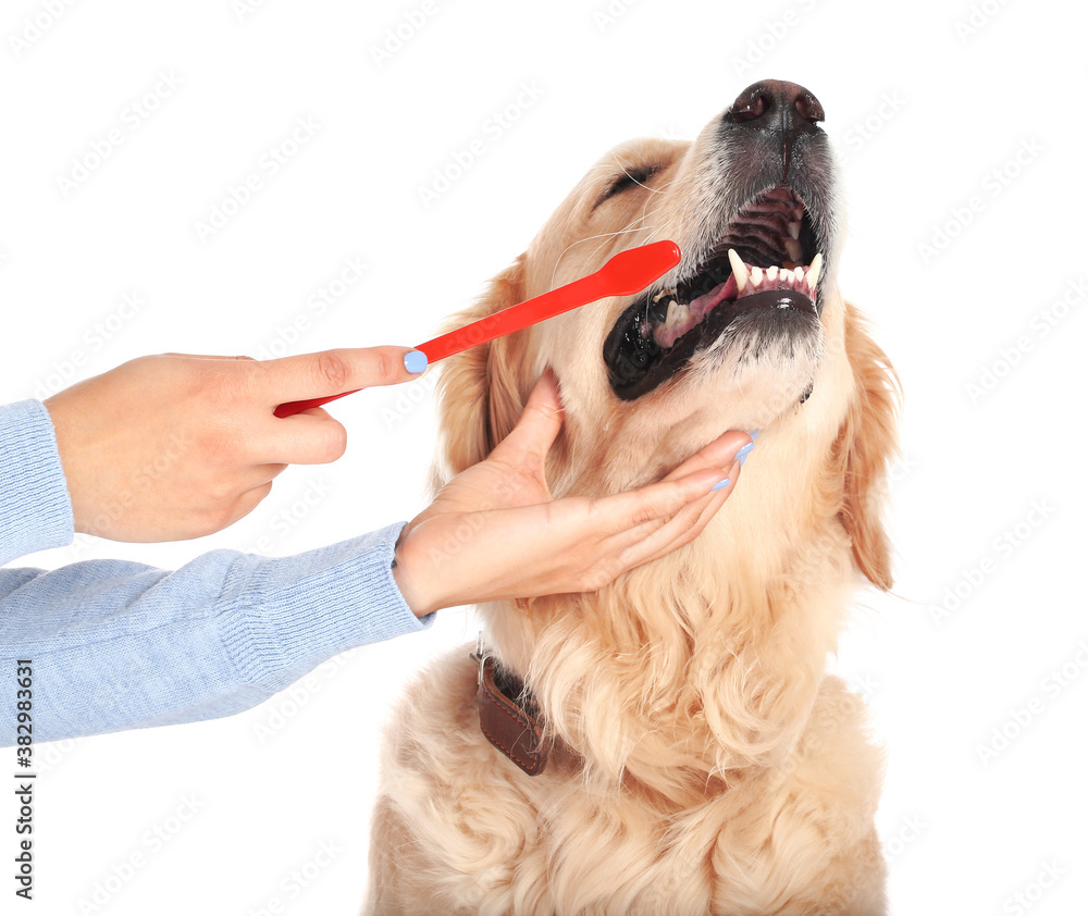 Owner brushing teeth of cute dog on white background