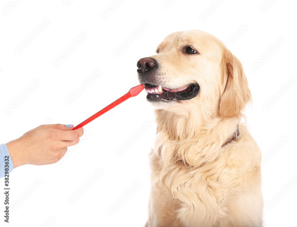 Owner brushing teeth of cute dog on white background