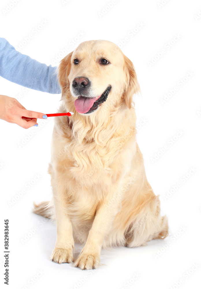 Owner brushing teeth of cute dog on white background