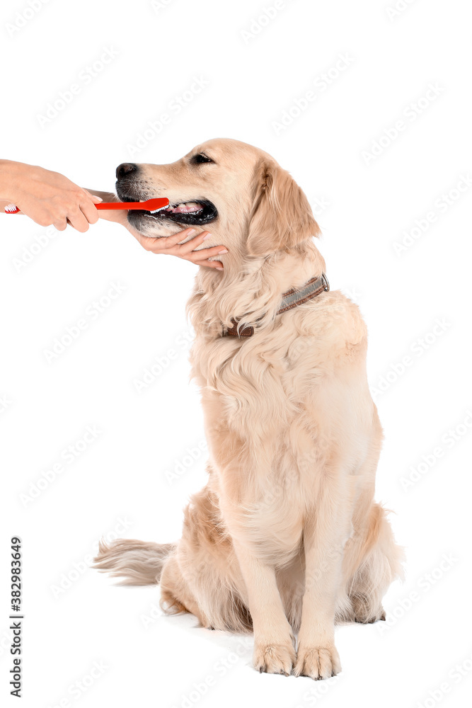 Owner brushing teeth of cute dog on white background