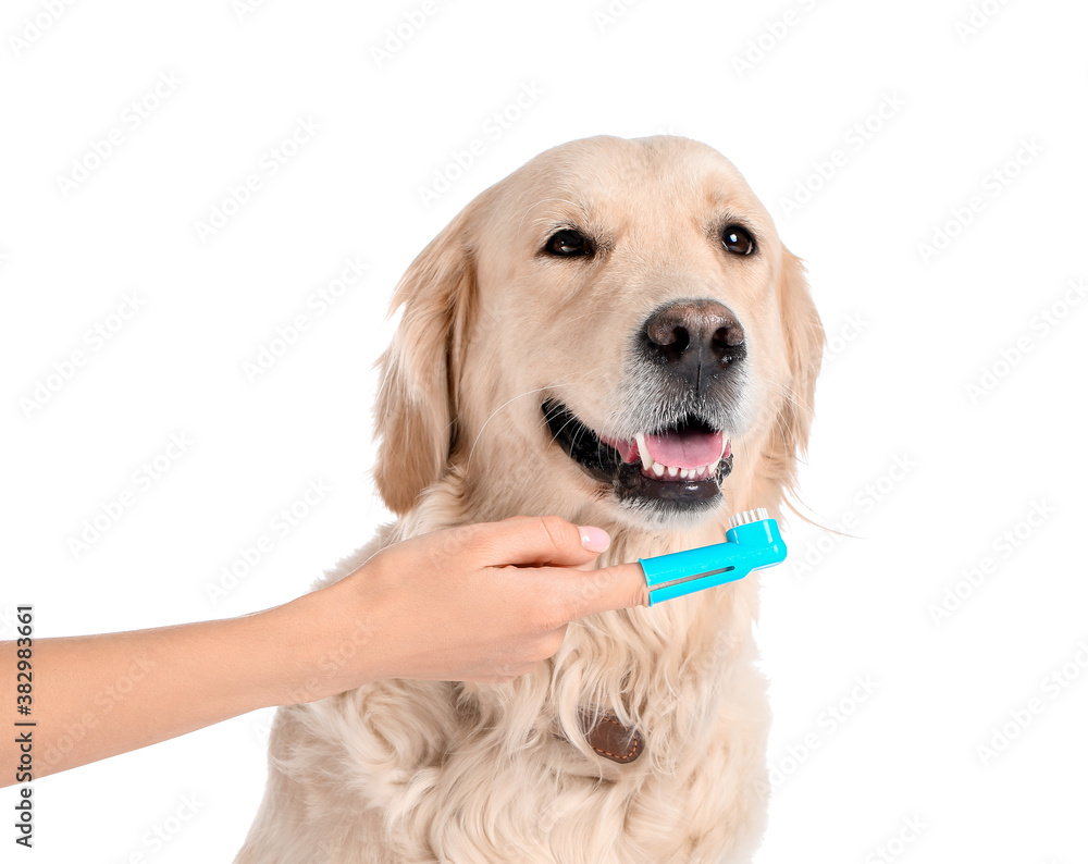 Owner brushing teeth of cute dog on white background