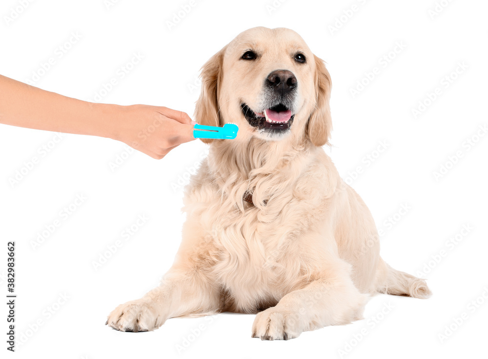 Owner brushing teeth of cute dog on white background