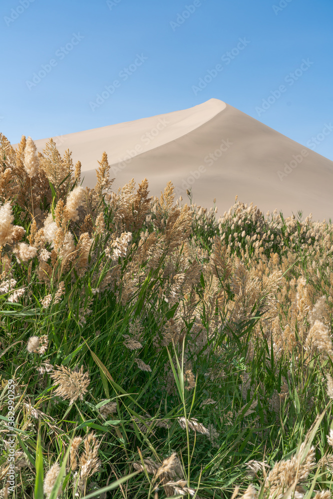 Green reeds around the desert.