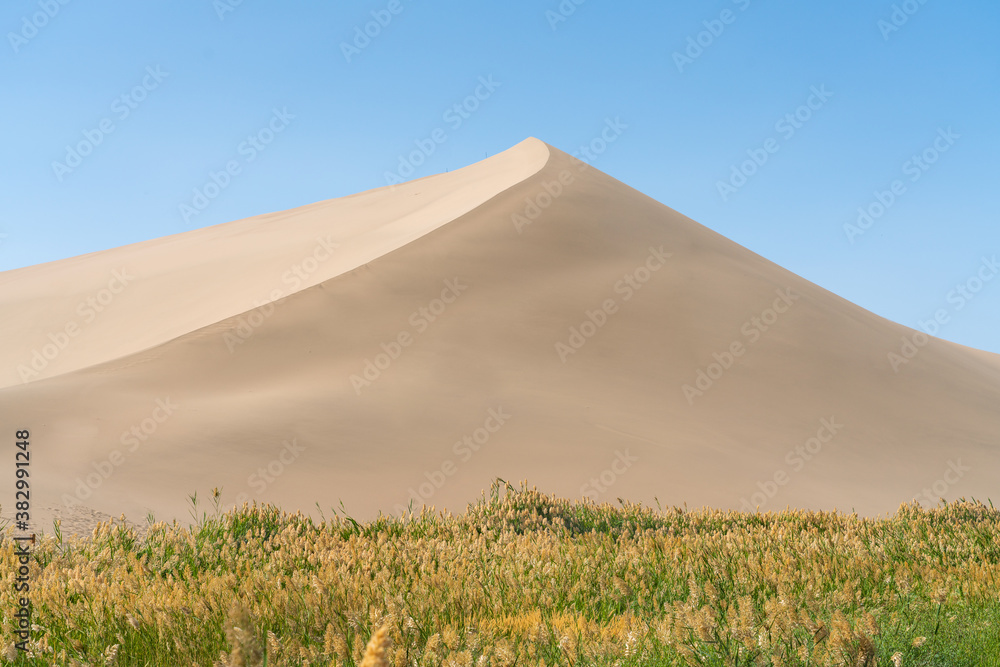 Green reeds around the desert.