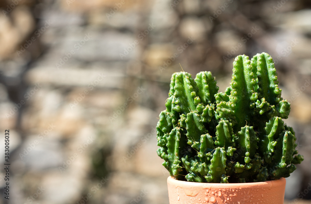 Beautiful wet cactus in a pot in sunny day