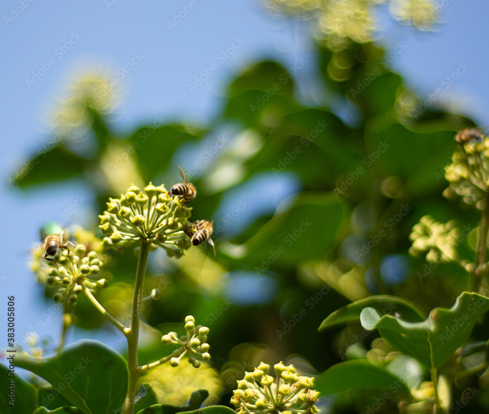 Honey bees collecting nectar on ivy flowers