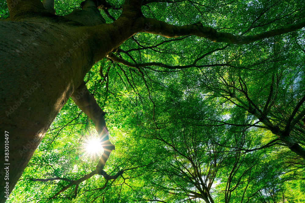 Bottom view of tree trunk to green leaves of big tree in tropical forest with sunlight. Fresh enviro