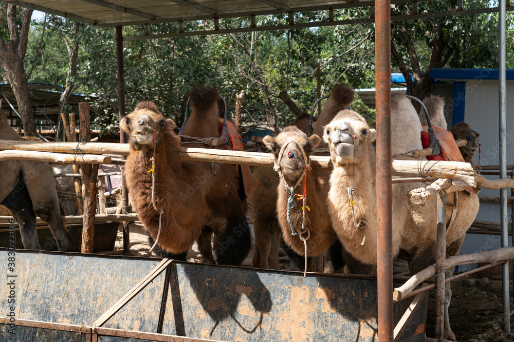 Camels farm, breeding shed in the rural farm.