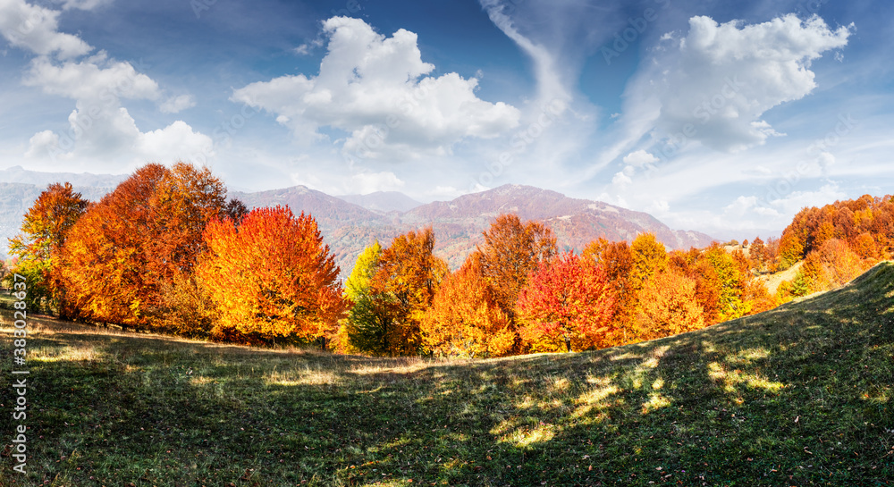 Panorama of picturesque autumn mountains with red beech forest in the foreground. Landscape photogra