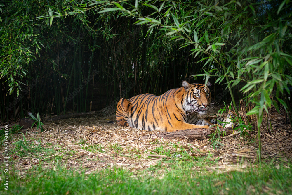 A tigress with a young tiger lying in the bushes