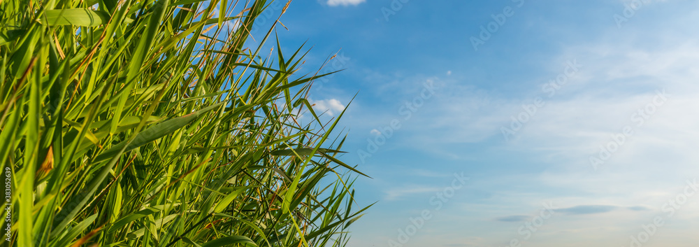 Reed in front of a blue sky panorama