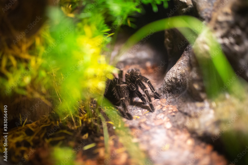 Tarantula spider in a natural environment